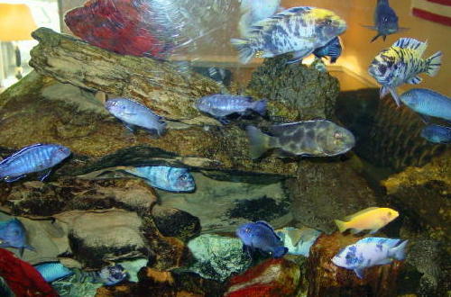 Fresh water aquariums can handle several times more fish