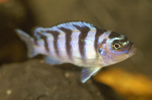 African cichlids are excellent fresh water fish to use