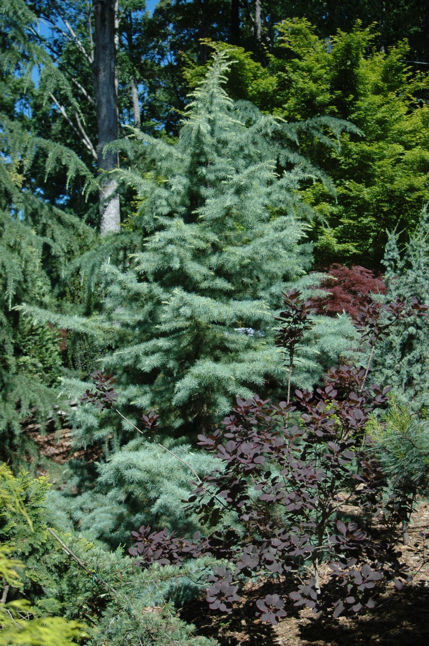 This cedar is one of hundreds of conifers that live here 