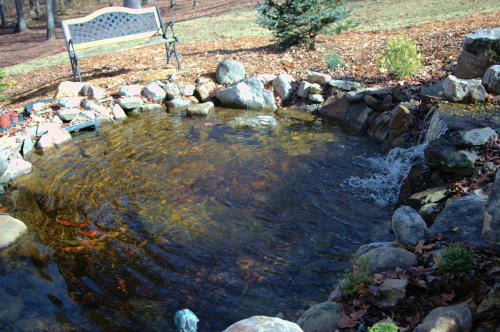 The fish are ready to hibernate in this fall picture 