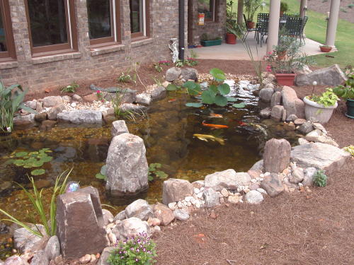 Koi are most often grown in home ponds